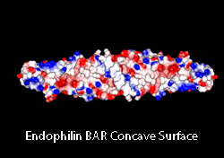 Endophilin BAR Concave Surface