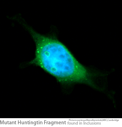 Mutant huntingtin protein fragment found in inclusions in cells, like those found in Huntingtin's disease. Picture courtesy of Anne Bertolotti, MRC LMB, Cambridge, UK