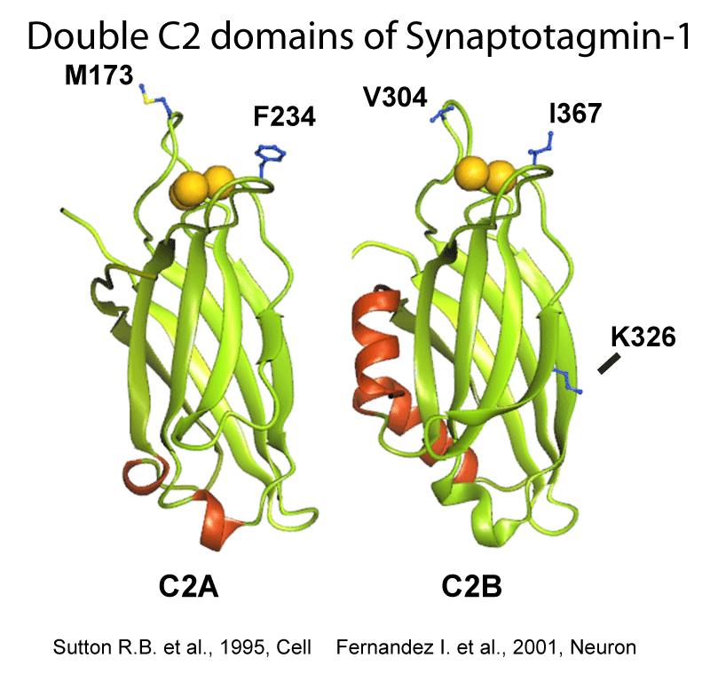 C2 domain structure showing hydrophobic residues on loops
