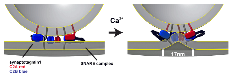 Vesicle fusion proceeds via plasma membrane buckling induced by insertion of hydrophobic residues from synaptotagmin into the plasma membrane