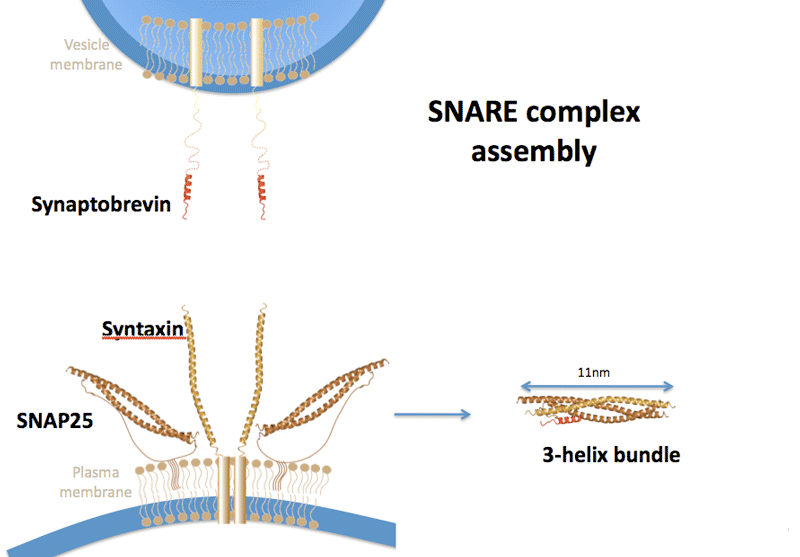 SNARE protein assembly