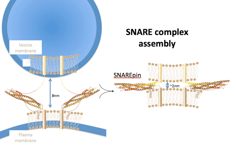 SNARE assmebly2