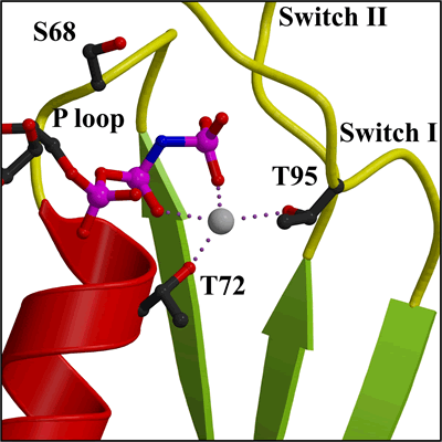 ehd home page: an atpase involved in membrane remodelling