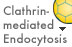 Clathrin-mediated Endocytosis