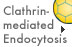 Clathrin-mediated Endocytosis