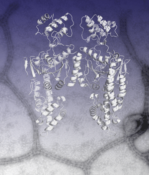 EHD dimer (dynamin like protein) with electron micrograph of membrane tubules created by EHD2 oligomers