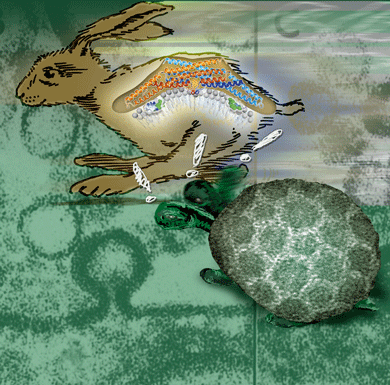 Aesops fables where hare and tortise race each other. The tortise wins because altough slow it is reliable. In our paper the endophilin pathway of endocytosis (hare) is much faster than clathrin-mediated endocytosis (tortise), but the latter pathway is highly sensitive to membrane tension, actin polymerization and stimulation