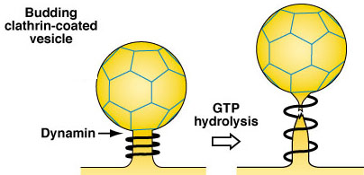Model of how dynamin coulod act by a lengthwise extension of the dynamin helix on GTP hydrolysis