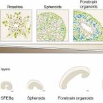 Diagram from Kelava I, Lancaster MA. Stem cell models of human brain development. Cell Stem Cell. 2016 Jun 2;18(6):736-48.