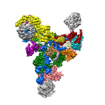 Yeast U4/U6.U5 tri-snRNP at 3.7 Å