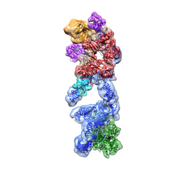 Human telomerase holoenzyme