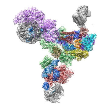 Yeast U4/U6.U5 tri-snRNP at 5.9 Å