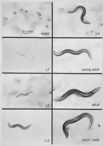 The life stages of C. elegans