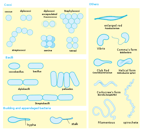 strep throat bacteria shape