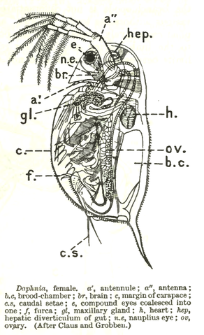 Daphnia