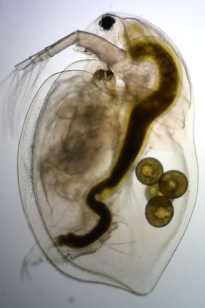 Daphnia