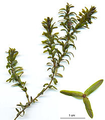 Elodea