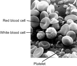 SEM of Blood Cells