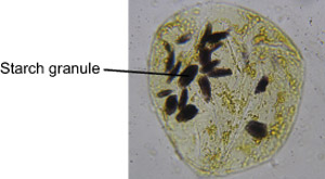 Banana Experiments On Microscopes 4 Schools