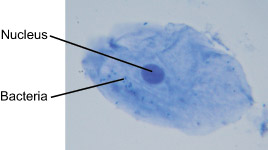 skin cells under light microscope