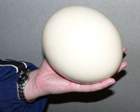 Ostrich Egg - the largest cell