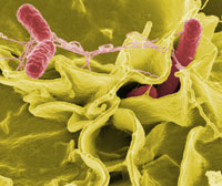Salmonella NIAID - the smallest cell