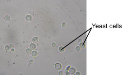 Les cellules de levure