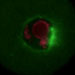 Meiosis in a live mouse oocyte (Melina Shuh)