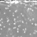 Dictyostelium cells moving towards a chemical attractant situated at the top of the video (Marwah Hassan)