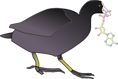 Coot download pc