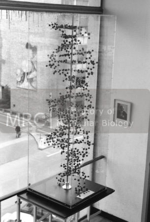 Ball and spoke DNA model on display in the stairwell of the original LMB building. Taken looking out towards Addenbrooke's Hospital. Model built by A. A. Barker for the International Science Pavilion, Brussels World Exhibition, 1958.