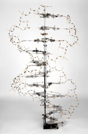 Reproduction of Watson & Crick's 1953 skeletal model of DNA. Built by Roger Lucke and Claudio Villa, LMB Workshop, for the '50 Years of the Double Helix' exhibition, Cambridge, 2003.