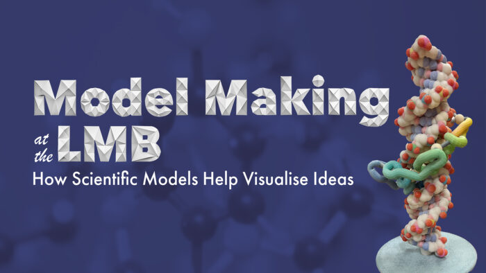 Blue background with white text reading ‘Model Making at the LMB: How Scientific Models Help Visualise Ideas. From Tuesday 1st of Oct in the Exhibition Area’. There is an image of a scientific model on the right of the image. 