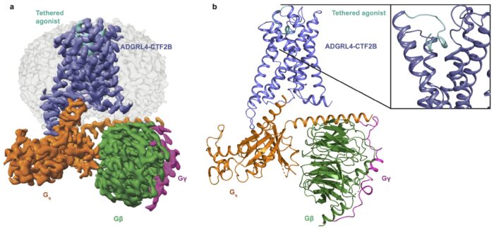Structure which different colours marking the tethered agonist of ADGRL4, its connection to Gq and the lack of connection to other G units.