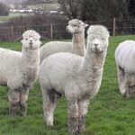 The LMB alpacas at the Royal Veterinary College