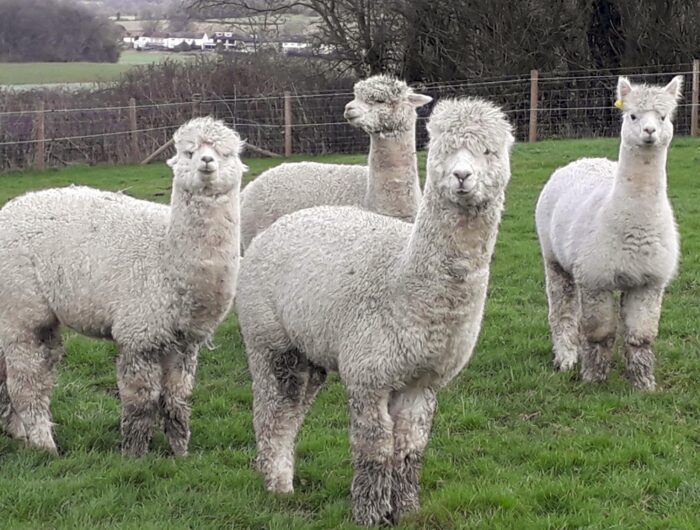 The LMB alpacas at the Royal Veterinary College 