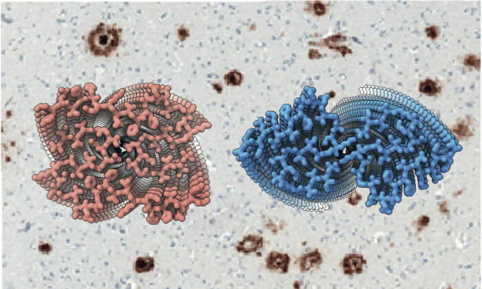 Atomic structure for Type I (Left) and Type II (Right) of amyloid-β 42 filaments