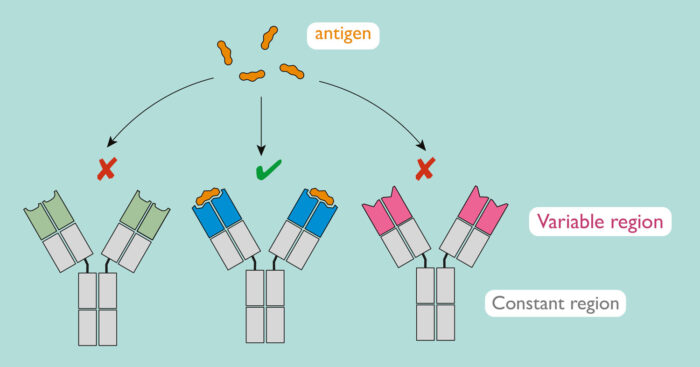Antibody variable region and antigen diagram