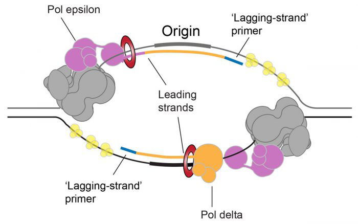 How leading strands are established at eukaryotic DNA replication origins.