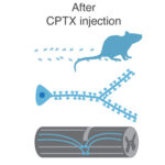 Summary of CPTX impact upon injection in animal models of Ataxia, Alzheimer’s Disease and spinal cord injury