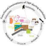 Functional innovations of TBP