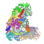 Atomic structure of the anaphase-promoting complex