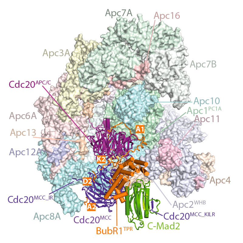 Molecular Basis Of Apc C Regulation By The Spindle Assembly Checkpoint