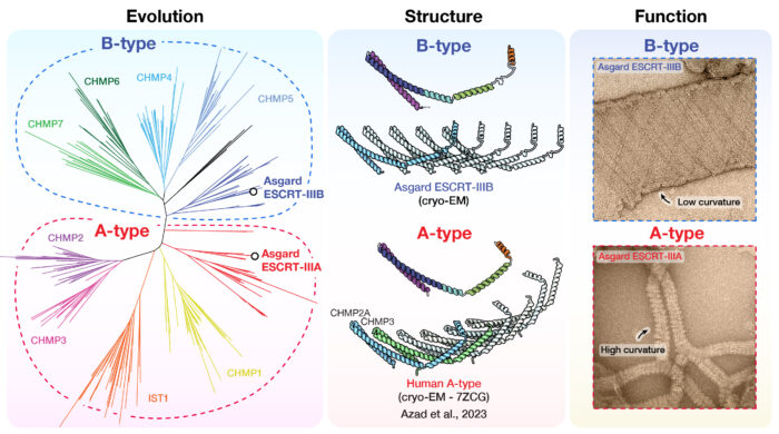 Evolution, structure and membrane remodelling function of the ESCRT-III superfamily in eukaryotes and their closest relatives Asgard archaea. The two subfamilies, B-type and A-type, have distinct structural properties to perform sequential steps of the membrane remodelling pathway.