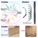 Evolution, structure and membrane remodelling function of the ESCRT-III superfamily in eukaryotes and their closest relatives Asgard archaea. The two subfamilies, B-type and A-type, have distinct structural properties to perform sequential steps of the membrane remodelling pathway.