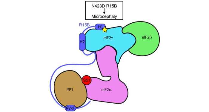 Graphic showing trimeric eIF2 with and H1 and H2 helices of R15B bound to eIF2gamma, a site at the opposite end of the whole complex relative to the S51 eIF2 phosphorylation site. The remaining intrinsically disordered sections of R15B are represented by a line that connects H1 to H2 and then to an RVxF motif that binds to PP1 catalytic phosphatase in close proximity to the eIF2alpha S51 phosphorylation site. A yellow star next to H1 of R15B indicates the location of the N423D R15B mutation identified in the patient with microcephaly.