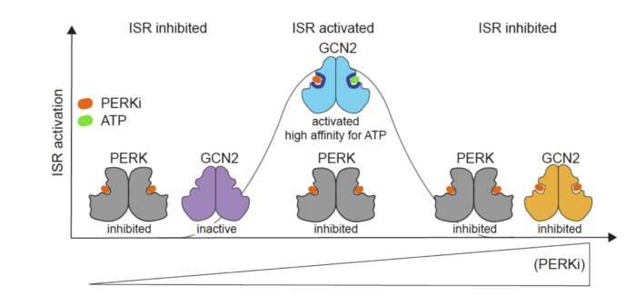 Graphic model illustrating that as PERK inhibitor concentration increases, off-target binding of the PERK inhibitor to one subunit of the GCN2 dimer occurs, leading to GCN2 and ISR activation.