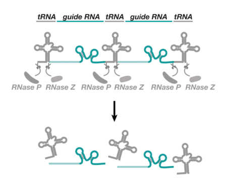 Production of multiple gRNAs from tRNA-gRNA arrays