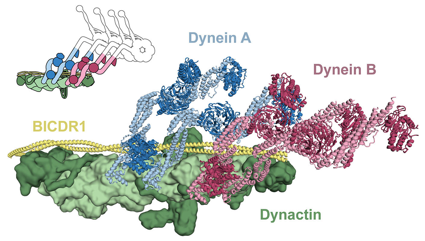 dynein/dynactin/BICDR1 complex