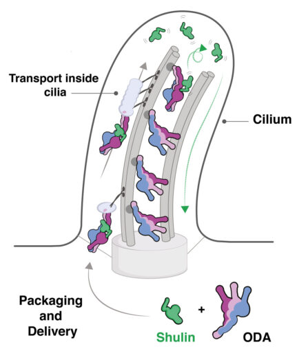 Schematic showing delivery of ODAs into cilia by Shulin